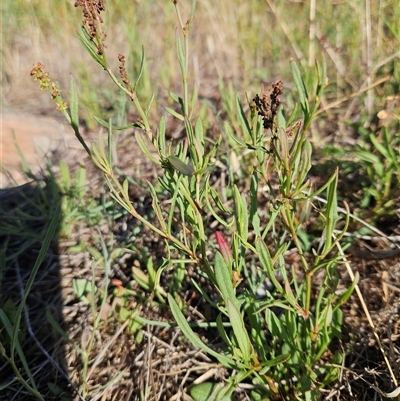 Rumex acetosella (Sheep Sorrel) at Whitlam, ACT - 16 Dec 2024 by sangio7