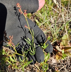 Rumex acetosella at Whitlam, ACT - 16 Dec 2024