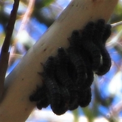 Pergidae sp. (family) (Unidentified Sawfly) at Macgregor, ACT - 15 Dec 2024 by Jennybach