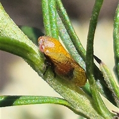 Pectinariophyes stalii (Tube Spittlebug) at Bungendore, NSW - 16 Dec 2024 by clarehoneydove