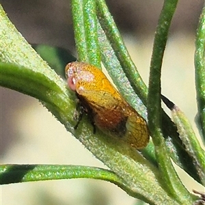 Pectinariophyes stalii at Bungendore, NSW - suppressed