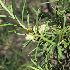 Pectinariophyes stalii at Bungendore, NSW - suppressed