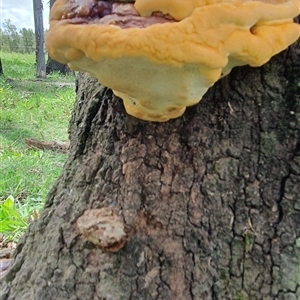 zz Polypore (shelf/hoof-like) at Shark Creek, NSW - 16 Dec 2024 02:37 PM