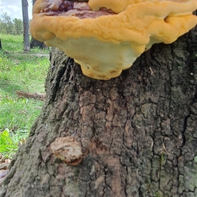 zz Polypore (shelf/hoof-like) at Shark Creek, NSW - 16 Dec 2024 by Topwood