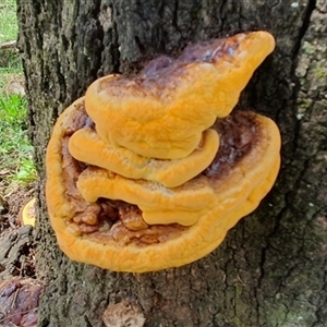 zz Polypore (shelf/hoof-like) at Shark Creek, NSW - 16 Dec 2024