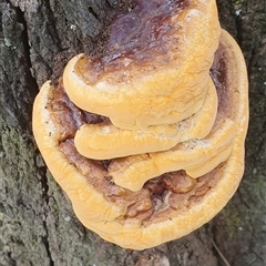 zz Polypore (shelf/hoof-like) at Shark Creek, NSW - 16 Dec 2024 02:37 PM