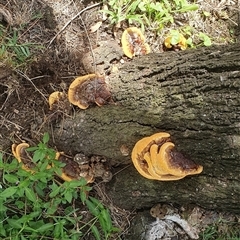 zz Polypore (shelf/hoof-like) at Shark Creek, NSW - 16 Dec 2024 02:37 PM