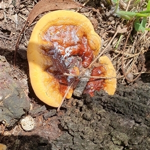 zz Polypore (shelf/hoof-like) at Shark Creek, NSW - 16 Dec 2024