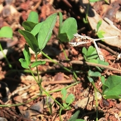 Glycine tabacina at Macgregor, ACT - 15 Dec 2024 by Jennybach