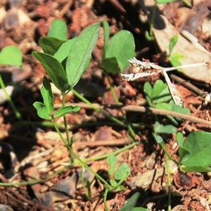 Glycine tabacina at Macgregor, ACT - 15 Dec 2024