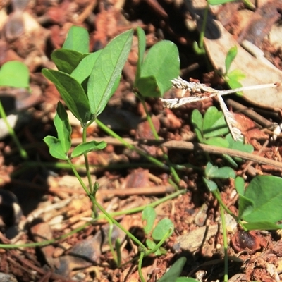 Glycine tabacina (Variable Glycine) at Macgregor, ACT - 15 Dec 2024 by Jennybach