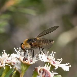 Bombyliidae (family) at Denman Prospect, ACT - 16 Dec 2024 09:45 AM