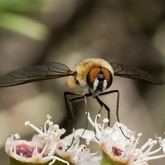 Bombyliidae (family) at Denman Prospect, ACT - 16 Dec 2024 09:45 AM