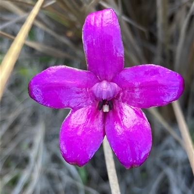 Elythranthera brunonis (Purple Enamel Orchid) at Augusta, WA - 15 Oct 2024 by AnneG1