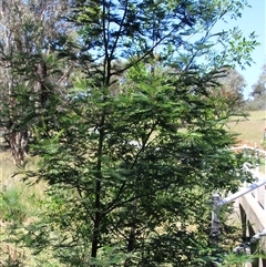 Acacia mearnsii (Black Wattle) at Macgregor, ACT - 15 Dec 2024 by Jennybach