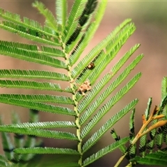 Acacia mearnsii at Macgregor, ACT - 15 Dec 2024 02:29 PM