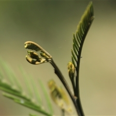 Acacia mearnsii at Macgregor, ACT - 15 Dec 2024 02:29 PM