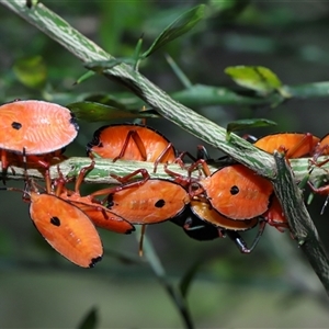 Musgraveia sulciventris (Bronze Orange Bug) at Acton, ACT by TimL