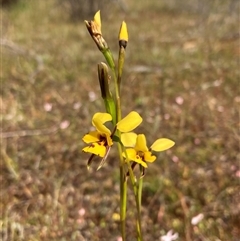 Diuris decrementa at Augusta, WA - 15 Oct 2024 by AnneG1