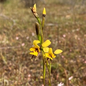 Diuris decrementa at Augusta, WA by AnneG1