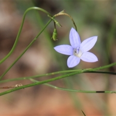 Wahlenbergia sp. at Macgregor, ACT - 15 Dec 2024 by Jennybach