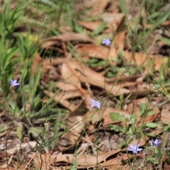 Wahlenbergia sp. at Macgregor, ACT - 15 Dec 2024