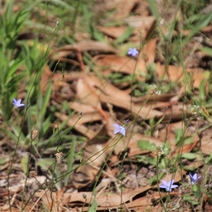 Wahlenbergia sp. at Macgregor, ACT - 15 Dec 2024