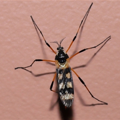 Gynoplistia (Gynoplistia) bella (A crane fly) at Parkes, ACT - 14 Dec 2024 by TimL
