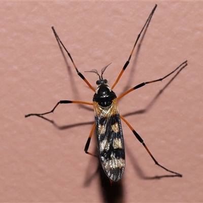 Gynoplistia (Gynoplistia) bella at Parkes, ACT - 14 Dec 2024 by TimL