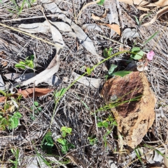 Grona varians (Slender Tick-Trefoil) at Watson, ACT - 15 Dec 2024 by abread111