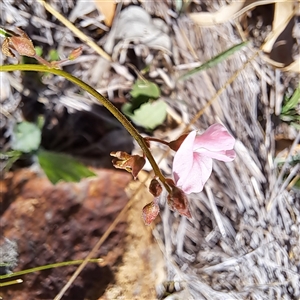 Grona varians at Watson, ACT - 16 Dec 2024 10:40 AM