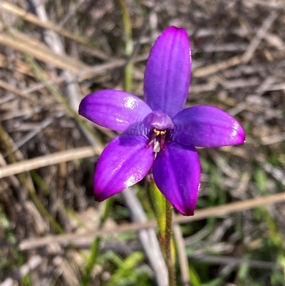 Elythranthera brunonis (Purple Enamel Orchid) at Augusta, WA - 15 Oct 2024 by AnneG1