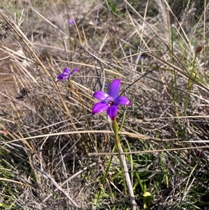 Elythranthera brunonis at Augusta, WA - suppressed