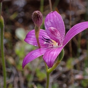 Elythranthera emarginata at Augusta, WA - suppressed