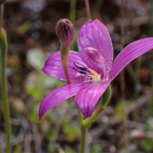 Elythranthera emarginata (Pink Enamel Orchid) at Augusta, WA by AnneG1