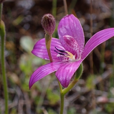 Elythranthera emarginata at Augusta, WA - 15 Oct 2024 by AnneG1