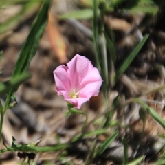 Convolvulus angustissimus subsp. angustissimus at Macgregor, ACT - 15 Dec 2024 by Jennybach