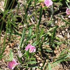 Convolvulus angustissimus subsp. angustissimus at Macgregor, ACT - 15 Dec 2024 02:33 PM