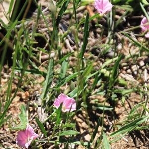 Convolvulus angustissimus subsp. angustissimus at Macgregor, ACT - 15 Dec 2024 02:33 PM