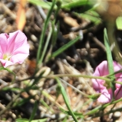 Convolvulus angustissimus subsp. angustissimus at Macgregor, ACT - 15 Dec 2024