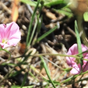 Convolvulus angustissimus subsp. angustissimus at Macgregor, ACT - 15 Dec 2024