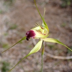 Caladenia infundibularis (Funnel-web Spider Orchid) at Augusta, WA - 15 Oct 2024 by AnneG1