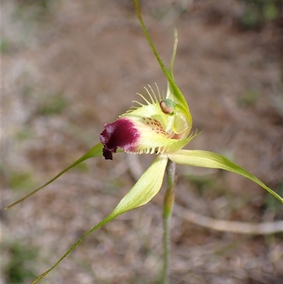 Caladenia infundibularis at Augusta, WA - 15 Oct 2024 by AnneG1