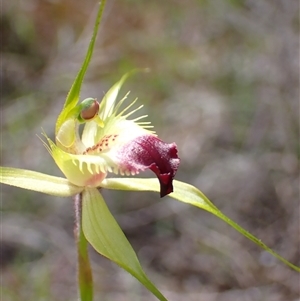 Caladenia infundibularis at Augusta, WA - 15 Oct 2024