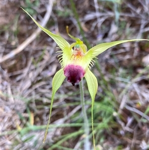 Caladenia infundibularis at Augusta, WA - 15 Oct 2024