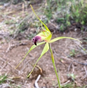 Caladenia infundibularis at Augusta, WA - suppressed