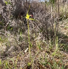 Caladenia infundibularis at Augusta, WA - suppressed