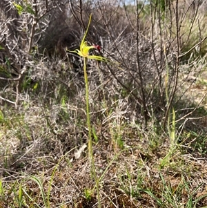 Caladenia infundibularis at Augusta, WA - suppressed