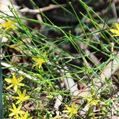 Tricoryne elatior (Yellow Rush Lily) at Macgregor, ACT - 15 Dec 2024 by Jennybach