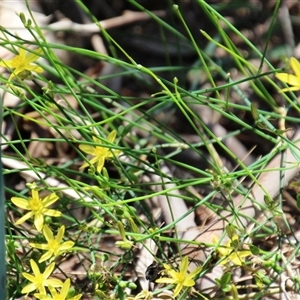 Tricoryne elatior at Macgregor, ACT - 15 Dec 2024